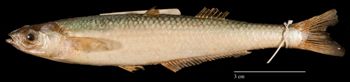 Media type: image;   Ichthyology 154893 Aspect: lateral